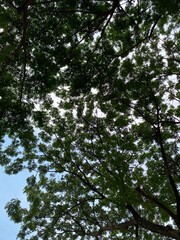 Obraz premium trees in the woods