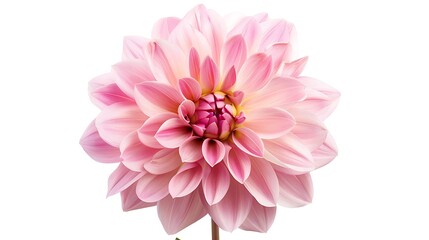 Pink dahlia flower isolated on white background