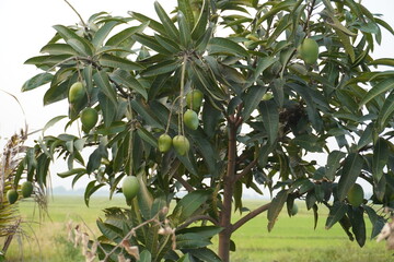 Green mangoes are hanging in the tree.