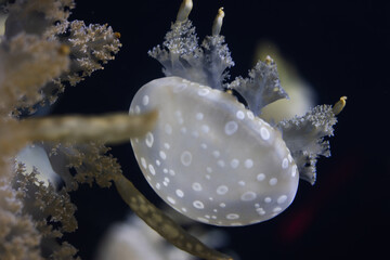 jellyfish in aquarium