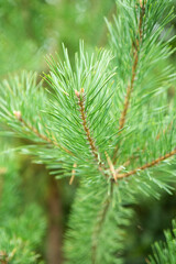 Green conifer branch, pine background