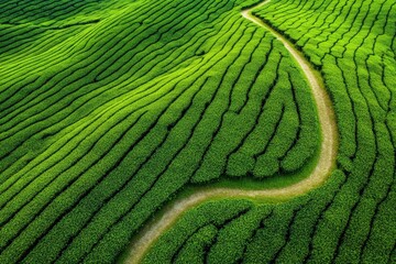 Fototapeta premium Vendange of Red Wine at Château Gruaud-Larose Grand Cru, Saint Julien, Bordeaux in France. Beautiful simple AI generated image