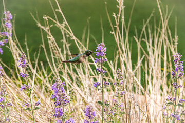 Peaceful Hummingbird 