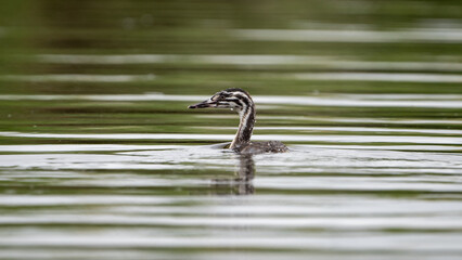 baby coot swimming in the water