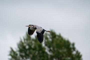 great heron flying