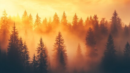 Misty forest sunrise with tall evergreen trees silhouetted against a golden sky.