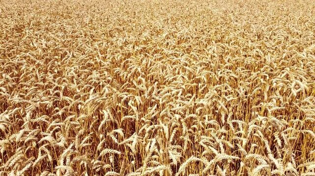 field of wheat in summer close up 