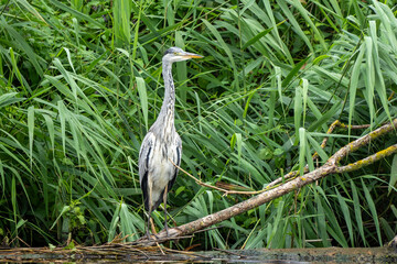great blue heron