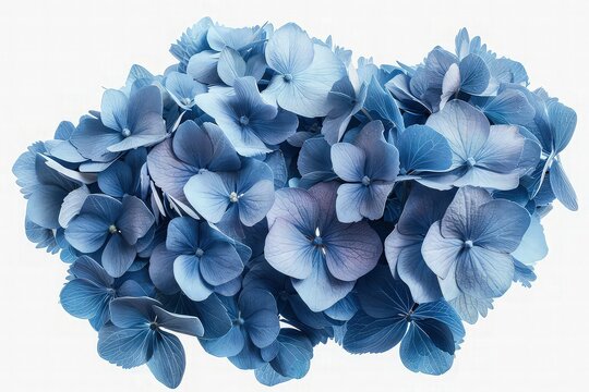 A close-up of a blue hydrangea cluster, with its myriad of small flowers creating a lush, textured appearance, set against a soft, neutral background for emphasis. isolated on white background. 