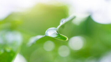 rain water drop on green leaf closeup natural background