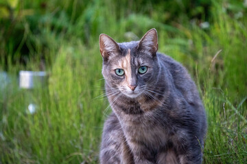 cat in grass, ticks and insects might be in the grass