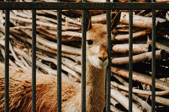 Vicunia in a zoo, cute portrait behind fence