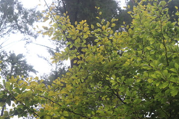 leaves in the forest