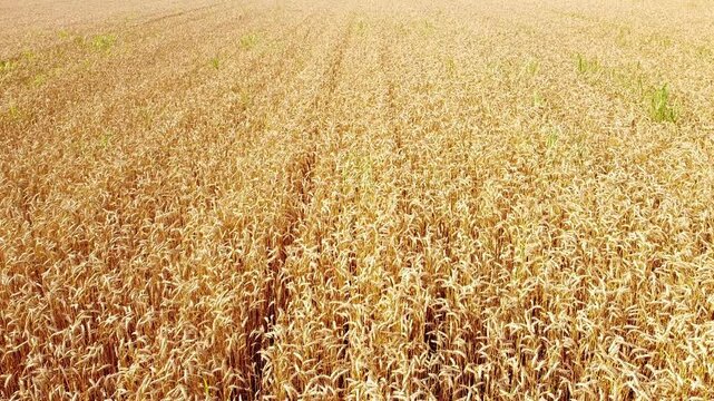 golden wheat field in summer