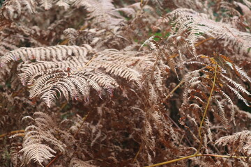 close up of fern