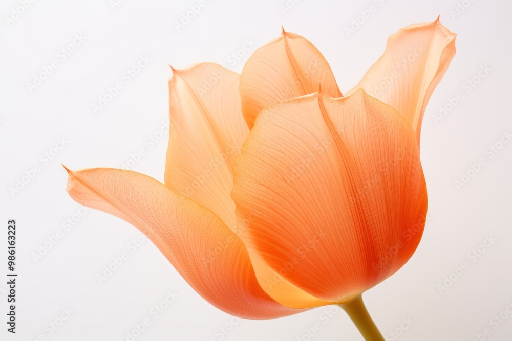 Poster a close-up shot of an orange tulip with intricate patterns on its petals