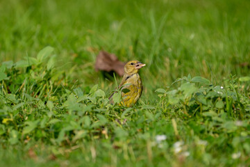 greenfinch bird eating sunflowers and peanuts in the grass