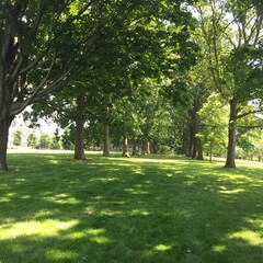 trees