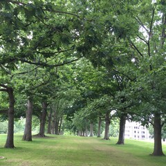 trees