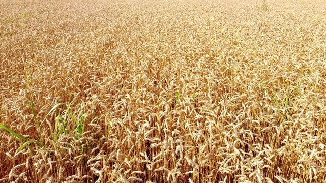 golden wheat field