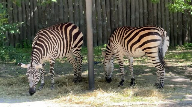 zebra eating grass