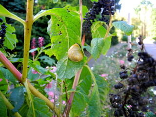 Eine gelbe Schnecke auf einem Blatt