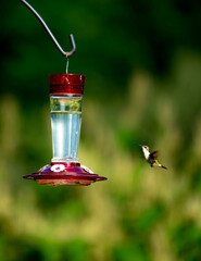 hummingbird and feeder