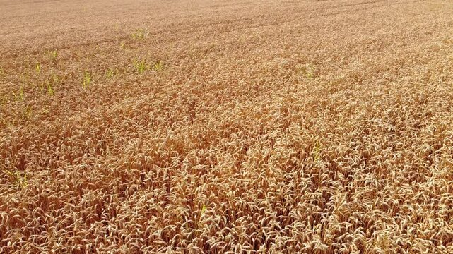 field of wheat