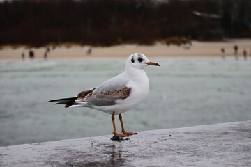 Lonely Seagull Above the Grey December Waves