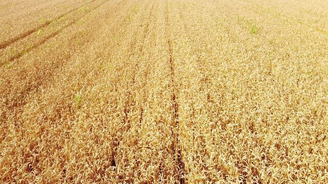 golden wheat field in summer