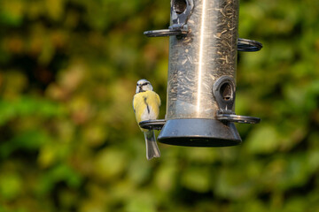 bird on a feeder eating sunflowers and peanuts 