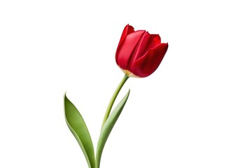 Obraz premium A single red tulip in full bloom