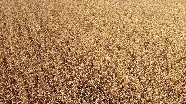 field of wheat