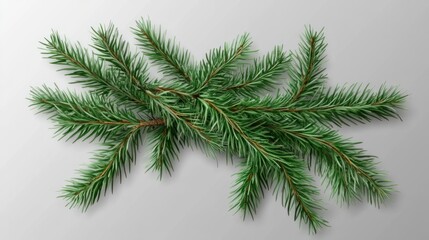 fir leaves isolated on transparent background transparent background