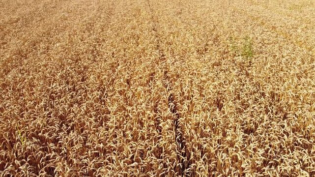 field of wheat