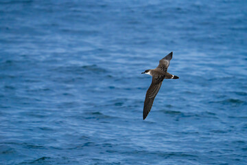 shearwater in flight