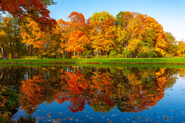Autumn foliage in Alexander park, Tsarskoe Selo (Pushkin), St. Petersburg, Russia
