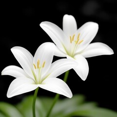 Fototapeta premium A tranquil path through a lush green meadow on a bright sunny afternoon