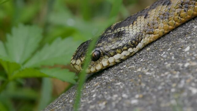 Female Adder ( Vipera berus ) Close Up.