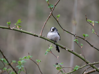 Long-tailed Tit Perched on a Branch