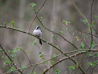 Long-tailed Tit Perched on a Branch