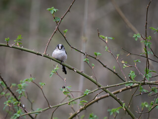 Long-tailed Tit Perched on a Branch