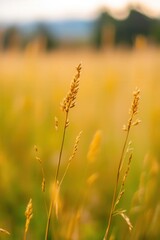 Fototapeta premium Golden grass sways gently under the warm sunlight in a serene rural landscape