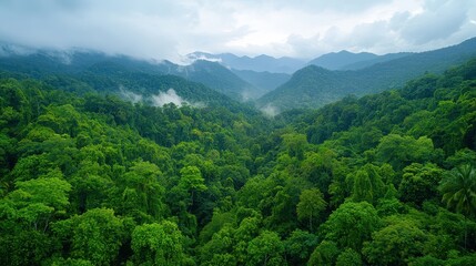 Obraz premium A lush green forest with a misty, cloudy sky above. The trees are tall and dense, creating a sense of depth and seclusion