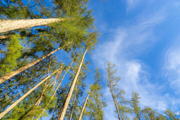 Rich pine forest