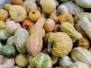 Colorful and different shaped pumpkins and squashes. Colorful background of colorful pumpkins. Different varieties of pumpkins