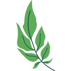 Branch with Leaves IIlustration