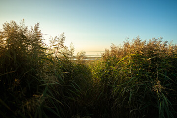Fototapeta premium Calm scene of fresh green coastal grass, spikelet of reeds, stalks at sunset and blue sky. Footpath between tall grass. Nature, summer landscape concept