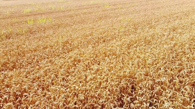 golden wheat field