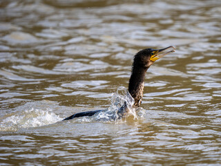 Cormorant Taking Off on a Lake